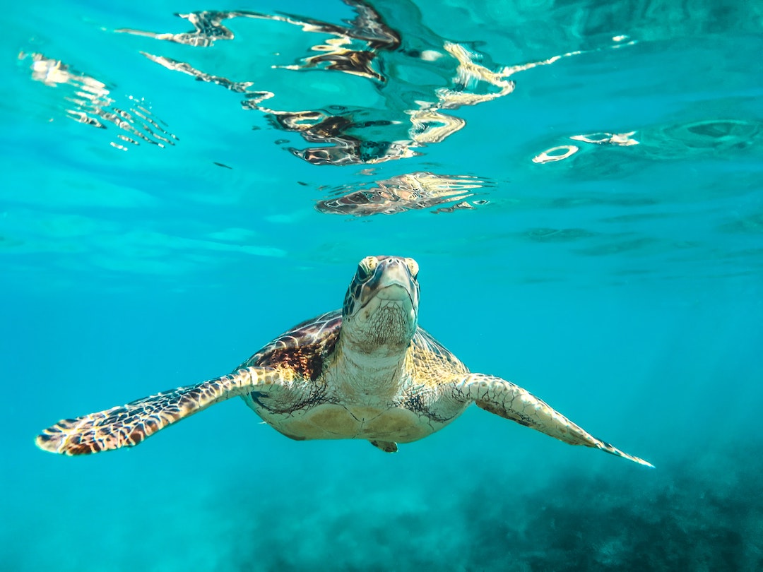 swimming with turtles in Barbados