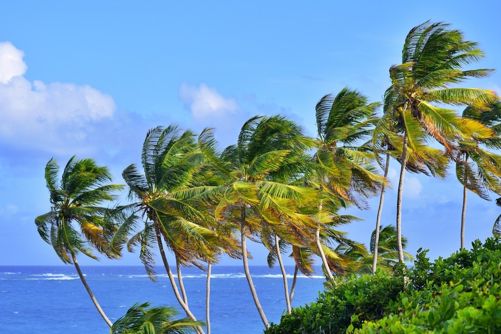 6 Things To Do In Barbados